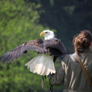Woman with eagle