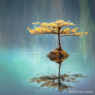 Tree in the middle of the lake